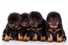 Puppies for sale tibetan mastiff - Hungary, Budapest. Price 1500 €
