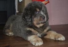 Продам щенка tibetan mastiff - Ukraine, Poltava. Цена 1500 долларов