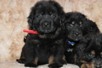 Продам щенка Тибетский мастиф - Беларусь, Витебск