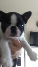 Puppies for sale boston terrier - United Kingdom, Dundee. Price 390 $