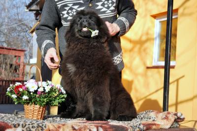Продам щенка Ньюфаундленд - Украина, Киев. Цена 15000 гривен