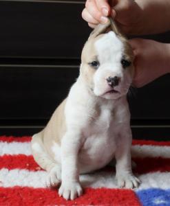 Продам щенка Американский стаффордширский терьер - Эстония, Таллинн. Цена 700 евро