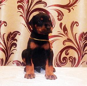 Продам щенка Доберман - Украина, Киев