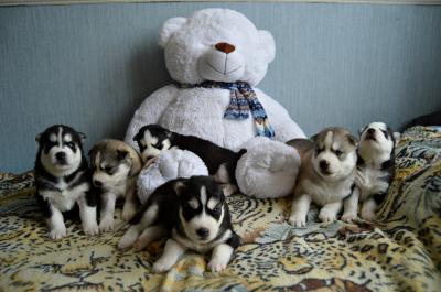 Продам щенка Хаски - Россия, Новосибирск. Цена 30000 рублей