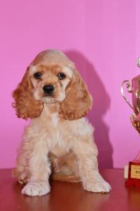 Продам щенка Американский кокер спаниель - Россия, Тюмень. Цена 15000 рублей