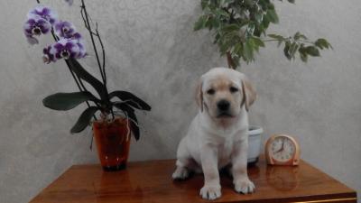 Продам щенка Лабрадор - Беларусь, Минск. Цена 250 долларов