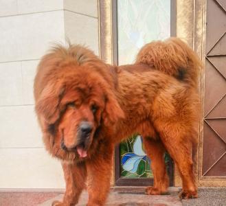 Продам щенка Тибетский мастиф - Казахстан, Алма-Ата. Цена 4000 долларов