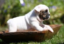 Puppies for sale english bulldog - United Kingdom, Kent. Price 400 $