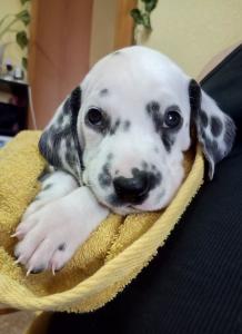 Продам щенка Далматин - Россия, Краснодар. Цена 5500 рублей