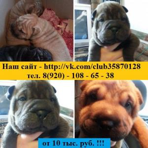 Продам щенка Шарпей - Россия, Кострома. Цена 10000 рублей