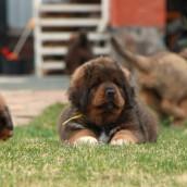 Продам щенка Тибетский мастиф - Украина, Киев