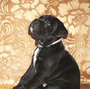 Продам щенка Кане корсо - Украина, Одесса. Цена 800 долларов