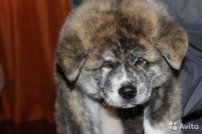 Продам щенка Акита, акита-ину - Россия, Пермь. Цена 30000 рублей