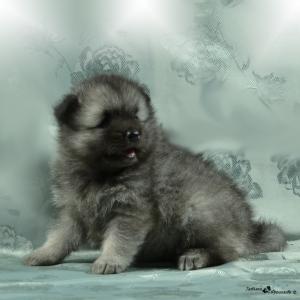 Продам щенка Вольф-шпиц - Россия, Санкт-Петербург. Щенки из питомника 