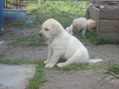 Продам щенка Лабрадор-ретривер - Россия, Новосибирск. Цена 20000-45000 рублей