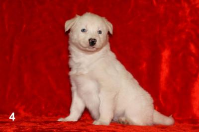 Продам щенка , якутская лайка - Россия, Новосибирск. Цена 10000 рублей