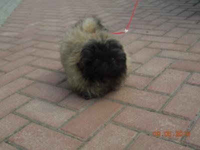 Продам щенка Пекинес - Россия, Йошкар-Ола. Цена 18000 рублей