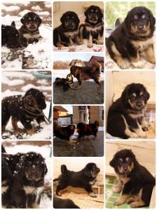 Продам щенка Тибетский мастиф - Россия, Московская область, Подольск. Цена 60000 рублей