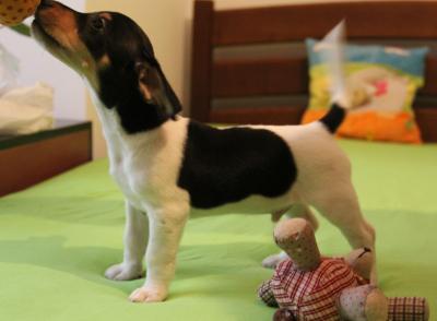 Продам щенка Джек-рассел-терьер - Азербайджан, Баку. Цена 600 долларов