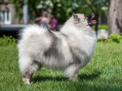 Продам щенка , Кеесхонд/немецкий вольфшпиц - Россия, Новосибирск. Цена 25000 рублей