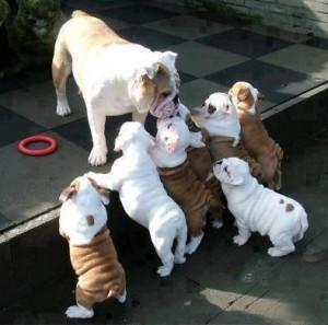Продам щенка Английский бульдог, oustanding english bulldog puppies available ready to go now call/text  (480) 382-5372 - США, Вирджиния. Цена 350 долларов