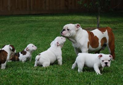 Продам щенка Английский бульдог, english bulldog puppies for sale - США, Алабама, Alabama  36130. Цена 350 долларов