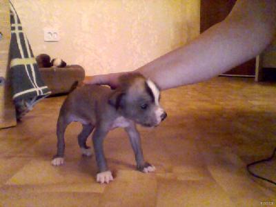 Продам щенка Китайская хохлатая собака - Россия, Омск. Цена 5000 рублей