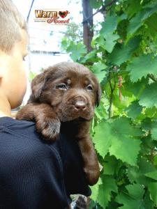 Продам щенка Лабрадор-ретривер - Молдавия, Кишинёв. Цена 500 евро