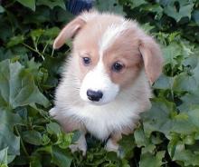 Puppies for sale other breed, pembroke welsh corgi - USA, Texas, 78214 SAN ANTONIO. Price 400 $