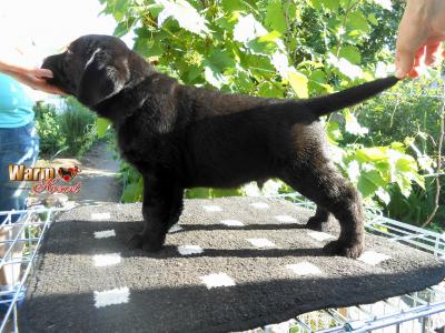 Продам щенка Лабрадор-ретривер - Испания, Барселона. Цена 500 евро