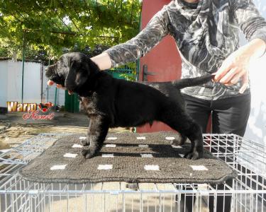 Продам щенка Лабрадор-ретривер - Болгария, Варна. Цена 500 евро