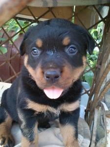 Продам щенка Ротвейлер - Украина, Сумы. Цена 2500 гривен