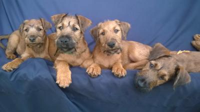 Продам щенка Ирландский терьер - Латвия, Рига. Цена 550 евро