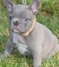 Puppies For Sale French Bulldog Usa Michigan Price 350