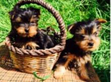 Buy a dog yorkshire terrier - Greece, . Price 150 €