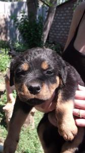 Продам щенка Ротвейлер - Украина, Кривой Рог. Цена 1000 гривен