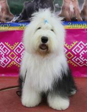 Продам щенка bobtail - Ukraine, Zaporizhzhya. Цена 1000 долларов