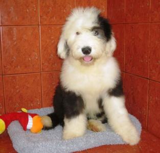 Продам щенка Бобтейл - Украина, Запорожье. Цена 1000 долларов