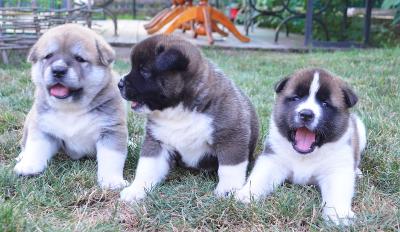 Продам щенка Большая японская собака, Американская Акита - Россия, Краснодар, Джубга. Цена 40000 рублей
