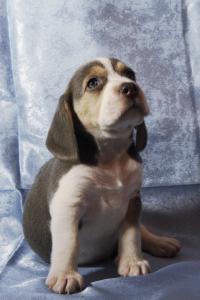 Продам щенка Бигль - США, Нью-Йорк. Цена 2000 долларов