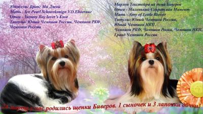 Продам щенка Бивер йорк - Россия, Тамбов. Цена 35000 рублей