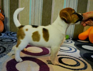 Продам щенка Джек-рассел-терьер - Беларусь, Жодино. Цена 350 долларов