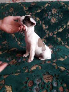 Продам щенка Французский бульдог - Украина, Киев. Цена 7000 гривен