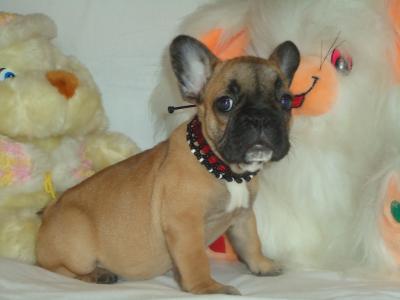 Продам щенка Французский бульдог - Украина, Одесса. Цена 400 долларов