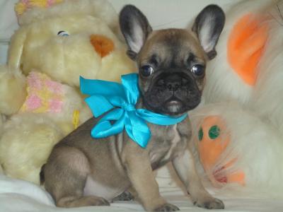 Продам щенка Французский бульдог - Украина, Одесса. Цена 10 000 гривен