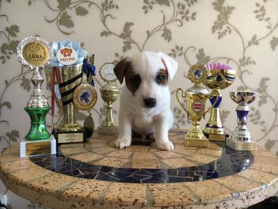 Продам щенка Джек-рассел-терьер - Латвия, Рига. Цена 600 евро