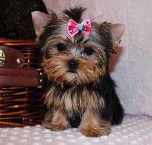 Puppies for sale yorkshire terrier - USA, California, Los Angeles