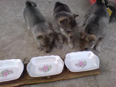 Продам щенка Западносибирская лайка - Украина, Хмельницкий. Цена 1200 гривен