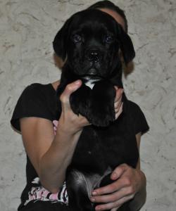 Продам щенка Кане корсо - Украина, Киев. Цена 16000 гривен