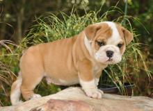 Puppies for sale english bulldog, english bulldog - Hungary, Budapest